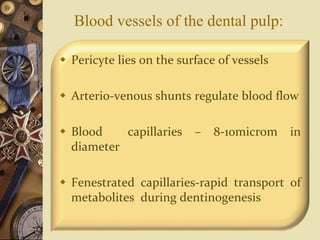 Blood vessels of the dental pulp:
 Pericyte lies on the surface of vessels
 Arterio-venous shunts regulate blood flow
 Blood capillaries – 8-10microm in
diameter
 Fenestrated capillaries-rapid transport of
metabolites during dentinogenesis
 