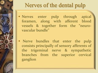 Nerves of the dental pulp
 Nerves enter pulp through apical
foramen, along with afferent blood
vessels & together form the “neuro-
vascular bundle”
 Nerve bundles that enter the pulp
consists principally of sensory afferents of
the trigeminal nerve & sympathetic
branches from the superior cervical
ganglion
 