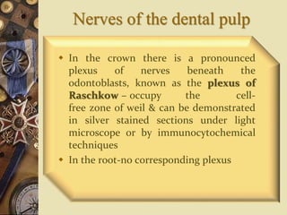 Nerves of the dental pulp
 In the crown there is a pronounced
plexus of nerves beneath the
odontoblasts, known as the plexus of
Raschkow – occupy the cell-
free zone of weil & can be demonstrated
in silver stained sections under light
microscope or by immunocytochemical
techniques
 In the root-no corresponding plexus
 