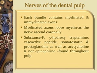 Nerves of the dental pulp
 Each bundle contains myelinated &
unmyelinated axons
 Myelinated axons loose myelin-as the
nerve ascend coronally
 Substance-P, 5-hydroxy tryptamine,
vasoactive peptide, somatostatin &
prostaglandins as well as acetycholine
& nor epinephrine –found throughout
pulp
 