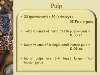 Pulp
 32 (permanent) + 20 (primary) =
52 Pulp organs
 Total volumes of perm. teeth pulp organs =
0.38 cc
 Mean volume of a single adult human pulp =
0.02 cc
 Molar pulps are 3-4 times larger than
incisor pulps
 