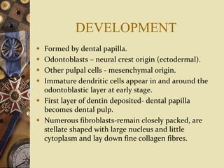 DEVELOPMENT
 Formed by dental papilla.
 Odontoblasts – neural crest origin (ectodermal).
 Other pulpal cells - mesenchymal origin.
 Immature dendritic cells appear in and around the
odontoblastic layer at early stage.
 First layer of dentin deposited- dental papilla
becomes dental pulp.
 Numerous fibroblasts-remain closely packed, are
stellate shaped with large nucleus and little
cytoplasm and lay down fine collagen fibres.
 