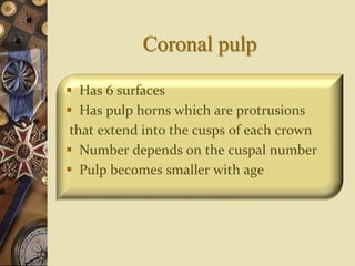 Coronal pulp
 Has 6 surfaces
 Has pulp horns which are protrusions
that extend into the cusps of each crown
 Number depends on the cuspal number
 Pulp becomes smaller with age
 