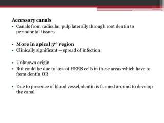Accessory canals
• Canals from radicular pulp laterally through root dentin to
periodontal tissues
• More in apical 3rd region
• Clinically significant – spread of infection
• Unknown origin
• But could be due to loss of HERS cells in these areas which have to
form dentin OR
• Due to presence of blood vessel, dentin is formed around to develop
the canal
 