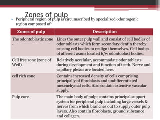 Zones of pulp
• Peripheral region of pulp is circumscribed by specialized odontogenic
region composed of:
Zones of pulp Description
The odontoblastic zone
-
Lines the outer pulp wall and consist of cell bodies of
odontoblasts which form secondary dentin thereby
causing cell bodies to realign themselves. Cell bodies
of afferent axons located b/w odontoblast bodies.
Cell free zone (zone of
Weil)
Relatively accelular, accommodate odontoblasts
during development and function of teeth. Nerve and
capillary plexus are located here.
cell rich zone Contains increased density of cells comprising
principally of fibroblasts and undifferentiated
mesenchymal cells. Also contain extensive vascular
supply.
Pulp core The main body of pulp; contains principal support
system for peripheral pulp including large vessels &
nerves from which branches out to supply outer pulp
layers. Also contain fibroblasts, ground substance
and collagen.
 