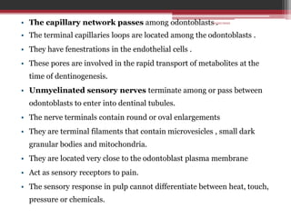 • The capillary network passes among odontoblasts .
• The terminal capillaries loops are located among the odontoblasts .
• They have fenestrations in the endothelial cells .
• These pores are involved in the rapid transport of metabolites at the
time of dentinogenesis.
• Unmyelinated sensory nerves terminate among or pass between
odontoblasts to enter into dentinal tubules.
• The nerve terminals contain round or oval enlargements
• They are terminal filaments that contain microvesicles , small dark
granular bodies and mitochondria.
• They are located very close to the odontoblast plasma membrane
• Act as sensory receptors to pain.
• The sensory response in pulp cannot differentiate between heat, touch,
pressure or chemicals.
10/20/2022
 