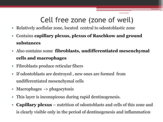 Cell free zone (zone of weil)
• Relatively acellular zone, located central to odontoblastic zone
• Contains capillary plexus, plexus of Raschkow and ground
substances
• Also contains some fibroblasts, undifferentiated mesenchymal
cells and macrophages
• Fibroblasts produce reticular fibers
• If odontoblasts are destroyed , new ones are formed from
undifferentiated mesenchymal cells
• Macrophages -> phagocytosis
• This layer is inconspicous during rapid dentinogenesis.
• Capillary plexus – nutrition of odontoblasts and cells of this zone and
is clearly visible only in the period of dentinogenesis and inflammation
10/20/2022
 