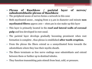 • Plexus of Raschkow / parietal layer of nerves/
subodontoblastic plexus of Raschkow
• The peripheral axons of nerves forms a network in this zone
• Both myelinated axons , ranging from 2-5 µm in diameter and minute non
myelinated fibres approx 200 – 1600 µm in size make up this layer
• This layer is primarily located in the roof and lateral walls of coronal
pulp and less developed in root canal.
• The parietal layer develops gradually becoming prominent when root
formation is complete , thus plexus is established after tooth eruption.
• From the plexus the fibers extend as a unmyelinated form towards the
odontoblasts where they lose their myelin sheath.
• The fibers terminate as free nerve endings near odontoblasts and extend
between them or further up to dentinal tubules.
• They function transmitting pain stimuli from heat, cold, or pressure.
10/20/2022
 