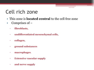 Cell rich zone
• This zone is located central to the cell free zone
• Comprises of –
▫ fibroblasts,
▫ undifferentiated mesenchymal cells,
▫ collagen,
▫ ground substances
▫ macrophages.
▫ Extensive vascular supply
▫ and nerve supply
10/20/2022
 