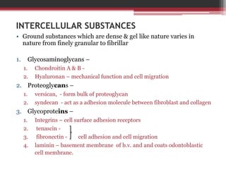 INTERCELLULAR SUBSTANCES
• Ground substances which are dense & gel like nature varies in
nature from finely granular to fibrillar
1. Glycosaminoglycans –
1. Chondroitin A & B -
2. Hyaluronan – mechanical function and cell migration
2. Proteoglycans –
1. versican, - form bulk of proteoglycan
2. syndecan - act as a adhesion molecule between fibroblast and collagen
3. Glycoproteins –
1. Integrins – cell surface adhesion receptors
2. tenascin -
3. fibronectin - cell adhesion and cell migration
4. laminin – basement membrane of b.v. and and coats odontoblastic
cell membrane.
 