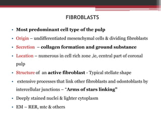 FIBROBLASTS
• Most predominant cell type of the pulp
• Origin – undifferentiated mesenchymal cells & dividing fibroblasts
• Secretion – collagen formation and ground substance
• Location – numerous in cell rich zone ,ie, central part of coronal
pulp
• Structure of an active fibroblast - Typical stellate shape
• extensive processes that link other fibroblasts and odontoblasts by
intercellular junctions – “Arms of stars linking”
• Deeply stained nuclei & lighter cytoplasm
• EM – RER, mtc & others
 