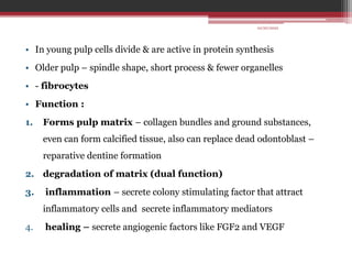 • In young pulp cells divide & are active in protein synthesis
• Older pulp – spindle shape, short process & fewer organelles
• - fibrocytes
• Function :
1. Forms pulp matrix – collagen bundles and ground substances,
even can form calcified tissue, also can replace dead odontoblast –
reparative dentine formation
2. degradation of matrix (dual function)
3. inflammation – secrete colony stimulating factor that attract
inflammatory cells and secrete inflammatory mediators
4. healing – secrete angiogenic factors like FGF2 and VEGF
10/20/2022
 