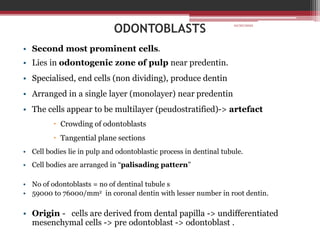 ODONTOBLASTS
• Second most prominent cells.
• Lies in odontogenic zone of pulp near predentin.
• Specialised, end cells (non dividing), produce dentin
• Arranged in a single layer (monolayer) near predentin
• The cells appear to be multilayer (peudostratified)-> artefact
 Crowding of odontoblasts
 Tangential plane sections
• Cell bodies lie in pulp and odontoblastic process in dentinal tubule.
• Cell bodies are arranged in “palisading pattern”
• No of odontoblasts = no of dentinal tubule s
• 59000 to 76000/mm2 in coronal dentin with lesser number in root dentin.
• Origin - cells are derived from dental papilla -> undifferentiated
mesenchymal cells -> pre odontoblast -> odontoblast .
10/20/2022
 