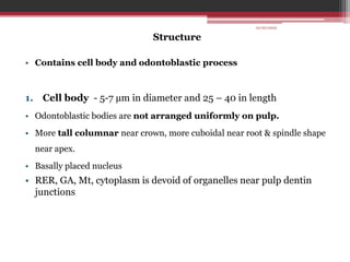 Structure
• Contains cell body and odontoblastic process
1. Cell body - 5-7 µm in diameter and 25 – 40 in length
• Odontoblastic bodies are not arranged uniformly on pulp.
• More tall columnar near crown, more cuboidal near root & spindle shape
near apex.
• Basally placed nucleus
• RER, GA, Mt, cytoplasm is devoid of organelles near pulp dentin
junctions
10/20/2022
 