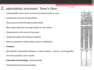 2. odontoblast processes/ Tome’s fibre
• Cell graduallly narrow down as it enters predentine about 3- 4 µm
• Cytoplasmic extension of odontoblasts
• These process extend through dentinal tubule
• Show largest diameter near pulp & tapers to outer dentin
• Disagreement on the extend of processes
• Tubulin throughout the thickness of dentin
• Some are shortened- tubules either narrow or obliterated
• Contain:
• Microtubules, intermediate filaments,- in linear pattern , very few or nil organelles,
and dense granules, micro vesicles
• Extension & branching : Enamel spindle
• Terminal branch & lateral branching
10/20/2022
 