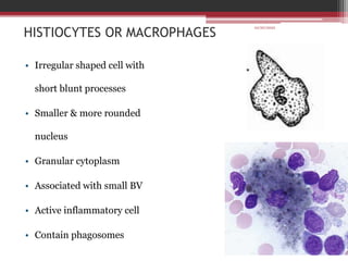 HISTIOCYTES OR MACROPHAGES
• Irregular shaped cell with
short blunt processes
• Smaller & more rounded
nucleus
• Granular cytoplasm
• Associated with small BV
• Active inflammatory cell
• Contain phagosomes
10/20/2022
 