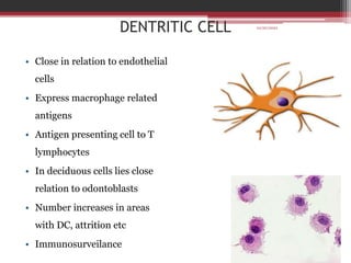 DENTRITIC CELL
• Close in relation to endothelial
cells
• Express macrophage related
antigens
• Antigen presenting cell to T
lymphocytes
• In deciduous cells lies close
relation to odontoblasts
• Number increases in areas
with DC, attrition etc
• Immunosurveilance
10/20/2022
 