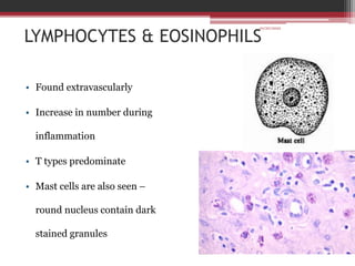 LYMPHOCYTES & EOSINOPHILS
• Found extravascularly
• Increase in number during
inflammation
• T types predominate
• Mast cells are also seen –
round nucleus contain dark
stained granules
10/20/2022
 