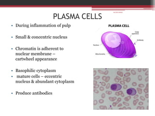 PLASMA CELLS
• During inflammation of pulp
• Small & concentric nucleus
• Chromatin is adherent to
nuclear membrane –
cartwheel appearance
• Basophilic cytoplasm
• mature cells – eccentric
nucleus & abundant cytoplasm
• Produce antibodies
10/20/2022
 