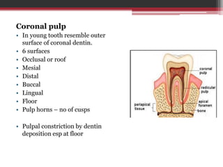 Coronal pulp
• In young tooth resemble outer
surface of coronal dentin.
• 6 surfaces
• Occlusal or roof
• Mesial
• Distal
• Buccal
• Lingual
• Floor
• Pulp horns – no of cusps
• Pulpal constriction by dentin
deposition esp at floor
 