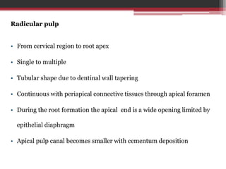 Radicular pulp
• From cervical region to root apex
• Single to multiple
• Tubular shape due to dentinal wall tapering
• Continuous with periapical connective tissues through apical foramen
• During the root formation the apical end is a wide opening limited by
epithelial diaphragm
• Apical pulp canal becomes smaller with cementum deposition
 