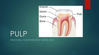 PULP
STRUCTURAL COMPONENTS OF DENTAL PULP
 