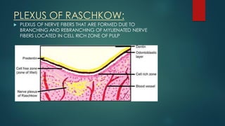 PLEXUS OF RASCHKOW:
 PLEXUS OF NERVE FIBERS THAT ARE FORMED DUE TO
BRANCHING AND REBRANCHING OF MYLIENATED NERVE
FIBERS LOCATED IN CELL RICH ZONE OF PULP
 