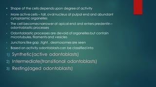 • Shape of the cells depends upon degree of activity
• More active cells – tall, oval nucleus at pulpal end and abundant
cytoplasmic organelles
• The cell becomes narrower at apical end and enters predentin –
odontoblastic processes
• Odontoblastic processes are devoid of organelles but contain
microtubules, filaments and vesicles
• Junctions like gap ,tight , desmosomes are seen
• Based on activity odontoblastscan be classified into
1) Synthetic(active odontoblasts)
2) Intermediate(transitional odontoblasts)
3) Resting(aged odontoblasts)
 