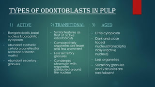 TYPES OF ODONTOBLASTS IN PULP
1) ACTIVE
• Elongated cells,basal
nucleus & basophilic
cytoplasm
• Abundant synthetic
cellular organelles (for
secretion of dentin
matrix)
• Abundant secretory
granules
2) TRANSITIONAL
• Similar features as
that of active
odontoblasts
• Comparatively
organelles are lesser
and less prominent
• Less secretory
granules
• Condensed
chromatin with
organelles
distributed around
the nucleus
3) AGED
• Little cytoplasm
• Dark and close
faced
nucleus(transcriptio
nally inactive
nucleus)
• Less organelles
• Secretory granules
and vacuolesare
rare/absent
 