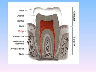 PULP is the innermost component in tooth structure.ppt