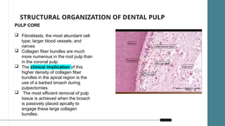 Development Of Pulp Development and pathogenesis of pulp complex | PPTX