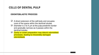 Development Of Pulp Development and pathogenesis of pulp complex | PPTX