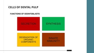 Development Of Pulp Development and pathogenesis of pulp complex | PPTX