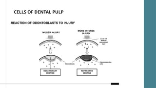 Development Of Pulp Development and pathogenesis of pulp complex | PPTX