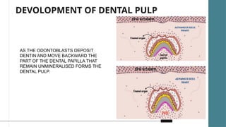 Development Of Pulp Development and pathogenesis of pulp complex | PPTX