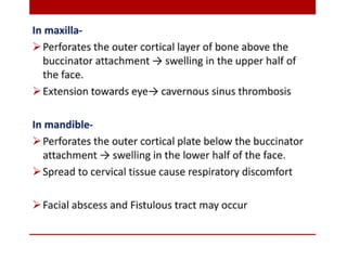 pulp-and-periapical-lesions-of-the-tooth-ppt.pdf
