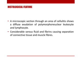 pulp-and-periapical-lesions-of-the-tooth-ppt.pdf