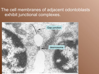 The cell membranes of adjacent odontoblasts
 exhibit junctional complexes.

                      Gap junction




                        desmosome
 