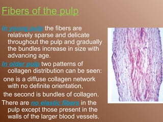 Fibers of the pulp
In young pulp the fibers are
   relatively sparse and delicate
   throughout the pulp and gradually
   the bundles increase in size with
   advancing age.
In older pulp two patterns of
   collagen distribution can be seen:
 one is a diffuse collagen network
   with no definite orientation,
 the second is bundles of collagen.
There are no elastic fibers in the
   pulp except those present in the
   walls of the larger blood vessels.
 