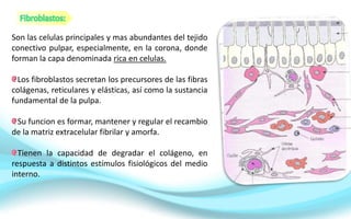 Son las celulas principales y mas abundantes del tejido
conectivo pulpar, especialmente, en la corona, donde
forman la capa denominada rica en celulas.
Los fibroblastos secretan los precursores de las fibras
colágenas, reticulares y elásticas, así como la sustancia
fundamental de la pulpa.
Su funcion es formar, mantener y regular el recambio
de la matriz extracelular fibrilar y amorfa.
Tienen la capacidad de degradar el colágeno, en
respuesta a distintos estímulos fisiológicos del medio
interno.
 