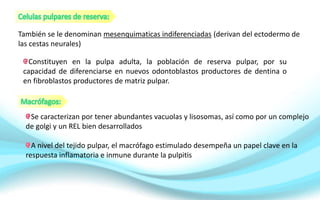 También se le denominan mesenquimaticas indiferenciadas (derivan del ectodermo de
las cestas neurales)
Constituyen en la pulpa adulta, la población de reserva pulpar, por su
capacidad de diferenciarse en nuevos odontoblastos productores de dentina o
en fibroblastos productores de matriz pulpar.
Se caracterizan por tener abundantes vacuolas y lisosomas, así como por un complejo
de golgi y un REL bien desarrollados
A nivel del tejido pulpar, el macrófago estimulado desempeña un papel clave en la
respuesta inflamatoria e inmune durante la pulpitis
 