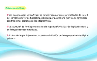 Son denominadas verdaderas y se caracterizan por expresar moléculas de clase II
del complejo mayor de histocompatibilidad por poseer una morfología ramificada
con tres o mas prolongaciones citoplasmicas.
Se acumulan de forma preferente en la región periavascular de la pulpa central y
en la región subodontoblastica.
Su función es participar en el proceso de iniciación de la respuesta inmunológica
primaria
 
