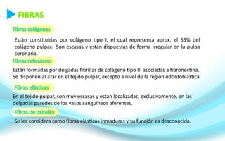 Están constituidas por colágeno tipo I, el cual representa aprox. el 55% del
colágeno pulpar. Son escasas y están dispuestas de forma irregular en la pulpa
coronaria.
Están formadas por delgadas fibrillas de colágeno tipo III asociadas a fibronectina.
Se disponen al azar en el tejido pulpar, excepto a nivel de la región odontoblastica.
En el tejido pulpar, son muy escasas y están localizadas, exclusivamente, en las
delgadas paredes de los vasos sanguíneos aferentes.
Se les considera como fibras elásticas inmaduras y su función es desconocida.
 