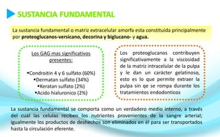 La sustancia fundamental o matriz extracelular amorfa esta constituida principalmente
por proteoglucanos-versicano, decorina y biglucano- y agua.
Los GAG mas significativos
presentes:
Condroitin 4 y 6 sulfato (60%)
Dermatan sulfato (34%)
Keratan sulfato (2%)
Acido hialuronico (2%)
Los proteoglucanos contribuyen
significativamente a la viscosidad
de la matriz intracelular de la pulpa
y le dan un carácter gelatinoso,
esto es lo que permite extraer la
pulpa sin qe se rompa durante los
tratamientos endodonticos
La sustancia fundamental se comporta como un verdadero medio interno, a través
del cual las celulas reciben los nutrientes provenientes de la sangre arterial;
igualmente los productos de deshechos son eliminados en él para ser transportados
hasta la circulación eferente.
 