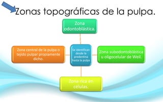 Zonas topográficas de la pulpa.
Se identifican
desde la
predentina
hasta la pulpa
Zona
odontoblástica.
Zona subodontoblástica
u oligocelular de Weil.
Zona rica en
células.
Zona central de la pulpa o
tejido pulpar propiamente
dicho.
 