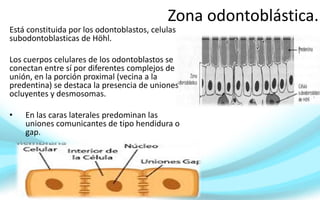 Zona odontoblástica.
Está constituida por los odontoblastos, celulas
subodontoblasticas de Höhl.
Los cuerpos celulares de los odontoblastos se
conectan entre sí por diferentes complejos de
unión, en la porción proximal (vecina a la
predentina) se destaca la presencia de uniones
ocluyentes y desmosomas.
• En las caras laterales predominan las
uniones comunicantes de tipo hendidura o
gap.
 