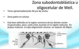 Zona subodontoblástica u
oligocelular de Weil.
• Tiene aproximadamente 40 µm de ancho.
• Zona pobre en células.
• Está bien definida en la región coronaria de los dientes recién
erupcionados, pero, suele estar ausente en la región radicular. En
pulpas maduras la capa oligocelular alcanza un espesor de 60µm.
 