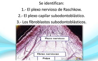 Se identifican:
1.- El plexo nervioso de Raschkow.
2.- El plexo capilar subodontoblástico.
3.- Los fibroblastos subodontoblásticos.
 