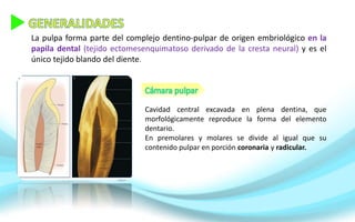 La pulpa forma parte del complejo dentino-pulpar de origen embriológico en la
papila dental (tejido ectomesenquimatoso derivado de la cresta neural) y es el
único tejido blando del diente.
Cavidad central excavada en plena dentina, que
morfológicamente reproduce la forma del elemento
dentario.
En premolares y molares se divide al igual que su
contenido pulpar en porción coronaria y radicular.
 
