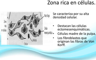 Zona rica en células.
Se caracteriza por su alta
densidad celular.
• Destacan las células
ectomesenquimáticas.
• Células madre de la pulpa.
• Los fibroblastos que
originan las fibras de Von
Korff.
 